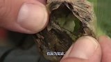 农民在田里发现长满脓包的玉米，问了专家才得知发财了