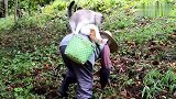 没见过这么粘人的肥猫，下地干活也粘身上，心疼老奶奶