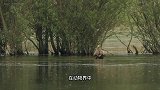 世界上比较凶猛的种鸟，金雕位列第，真正的猛禽之王你见过吗