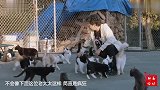 67岁阿姨为救猫，花100万改造房子，救助1000只猫