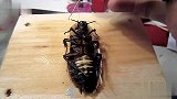 生活-老外将蟑螂改造成机器人，最后惊呆了！