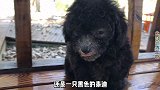 灰泰迪4个月之前是黑色的，犬类智商排名第二，落户北京享福去吧