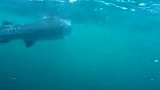 虎鲸：大白鲨与虎鲸相遇，想跑来不及了！