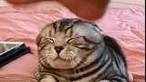 猫：为了小鱼干，这次我忍了！