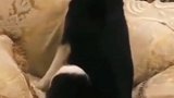 二哈从来没有让人失望过，隔壁泰山唱的不错