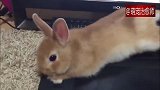 不仅猫咪会撒娇阻止主人工作，兔子也学会卖萌求摸摸啦！