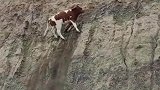 小牛迎着峭壁奋力向上攀爬