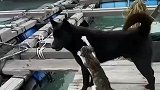 想要吃鱼，就得有靠山
