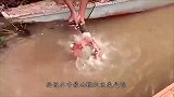 河中水怪“巨型大暴牙”，超长獠牙成杀鱼利器，专吃食人鱼！