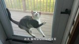 猫咪偷偷跑出去玩耍，主人回来时看到这个画面，差点笑岔气了！