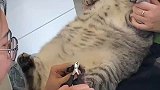 猫咪剪指甲被一群小姐姐围住，在一声声夸赞中迷失自我