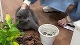 小猫有什么坏心眼呢？不就是每天定时拆个家，这有什么大不了的呢