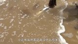 男子海里钓到一条小鲨鱼，正拍照炫耀时，意外便发生了