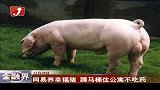 网易养幸福猪 蹲马桶住公寓不吃药-12月20日