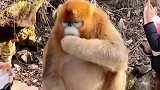 同样是猴，为何没人排队喂我