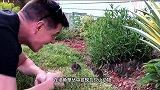 男子在后院发现一窝小野兔，朝小家伙打了个招呼，下秒萌到了