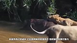 水牛奋起反击把狮子顶飞，为了活命爆发洪荒之力，镜头记录全过程