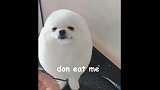 给狗狗做个发型，好像一个微笑的小雪球