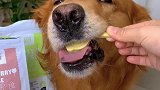 狗狗奶酪棒棒糖，狗狗爱吃