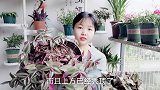 网红“灯笼花”，你家有吗？漂亮又好养！