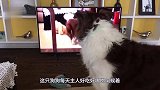 猴子小姐赖床不起，主人强行一把掀开被子！镜头拍下辣眼睛画面