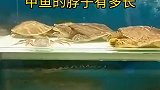 你见过甲鱼有这么长的脖子吗