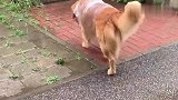 轮胎穿着雨衣出门遛弯，结果到上厕所时间，尴尬了