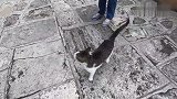 流浪猫见好心人来了,纷纷上前求撸:终于等到你
