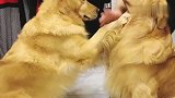 金毛妞妞太凶了，一言不合就挠大欢的眼睛，看完忍住别笑