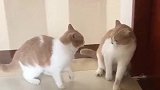 猫咱俩演演戏，别来真的！