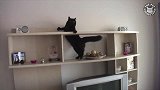主人扔一只假老鼠引诱猫咪，猫咪抓到后，真心嚼不动！