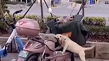 拆家名场面，简直不忍直视