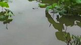 翠湖公园的一角，原来小鸭子也喜欢贴贴