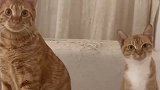 猫咪妈妈和儿子拍照片，儿子扭头分心