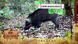 野猪—国家保护的有重要生态、科学、社会价值的动物秘境之眼