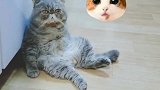 铲屎的，你吓到本喵了