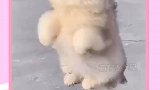 狗刨，兄弟们你学会了吗
