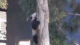 见过小熊猫下树没有，太可爱了，圆滚滚的！