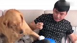 金毛妞妞本来打拳就不怎么样，还总挑战妞爸，这下好了被打惨了
