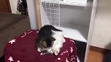 两只小奶猫打了起来，你一拳我一拳，场面都快控制不住了