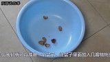 核桃壳用来泡脚，实在太强大了，解决男女人的困扰，学会受益一生