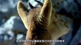 金雕战斗力有多猛，100斤野狼一招秒杀，镜头拍下全过程！
