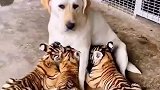 长大的虎崽天不怕地不怕，唯独对狗狗温柔以待