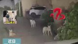 男子回老家误入汪汪教，一句我是本地的立马让路