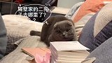 我家的猫咪好想吃肉肉