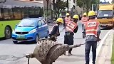 上班的路上，看到一群工人扛着一个“海螺”，这是干啥用的