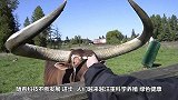 美国新技术：奶牛肚子上开了个大洞，专家：奶牛感受不到疼痛身上