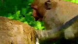 独眼猴霸气的带着傻儿子，好像说，谁都不能欺负它哟
