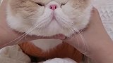 别人是兔子猫，请问你是什么猫