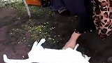 不想与主人分离，坚持守在墓前的猫！